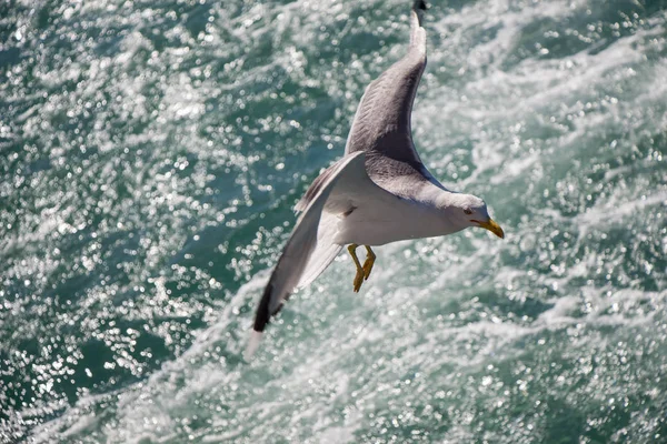 Eine Möwe Fliegt Mit Dem Meer Als Hintergrund — Stockfoto