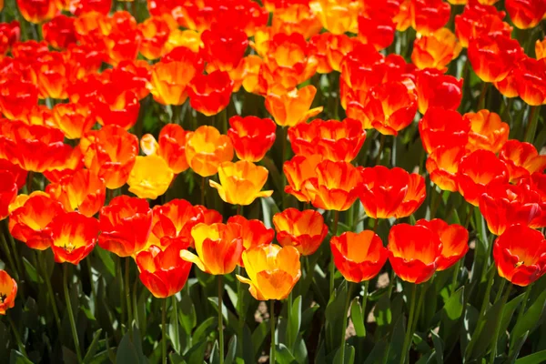 Orangefarbene Tulpenblumen Blühen Garten — Stockfoto