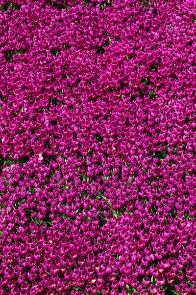 Цветы Тюльпана Заднем Плане — стоковое фото