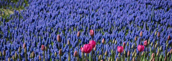 Coloridas Flores Tulipán Como Fondo — Foto de Stock