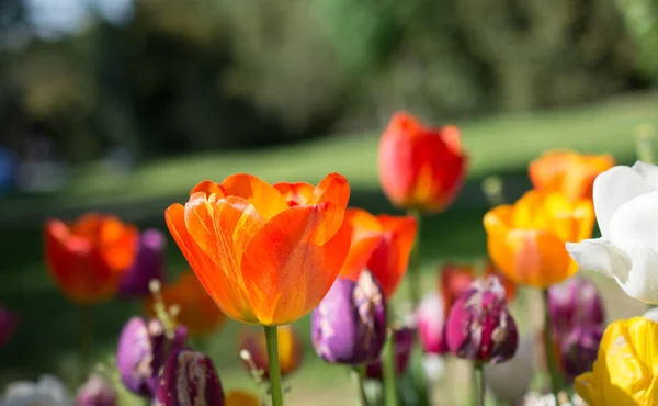 Fleurs Tulipes Fleurissant Printemps — Photo