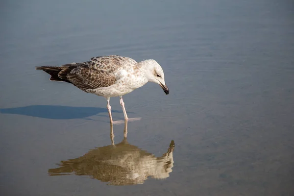 Gaivota Repouso Solo Com Águas Lamacentas — Fotografia de Stock