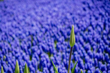 Arka plan olarak güzel taze çiçekler