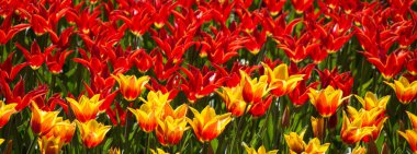 Bahar mevsiminde açan Lale Çiçekleri