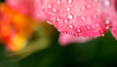 Üzerinde su damlaları olan güzel renkli bir gül.