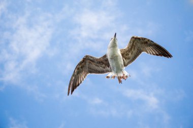 Arka plan olarak bulutlu mavi gökyüzünde uçan tek bir martı.