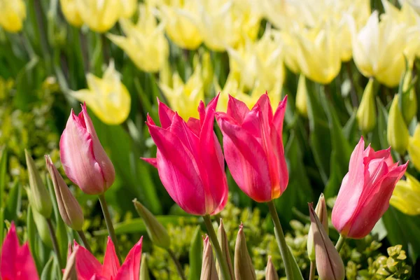 Tulipánové Květiny Kvetoucí Jarní Sezóně — Stock fotografie