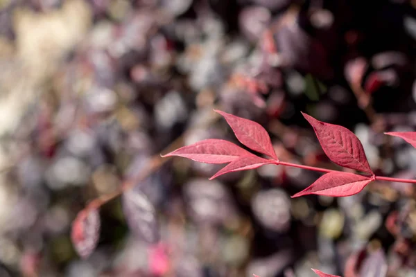 Hoja Árbol Seca Como Fondo Otoñal —  Fotos de Stock