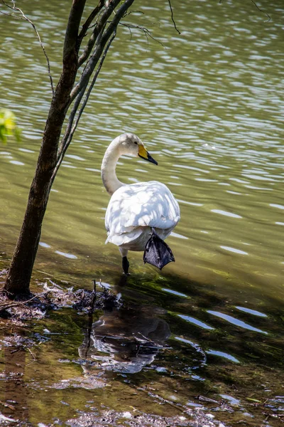 Cisnes Solteros Viven Entorno Natural —  Fotos de Stock