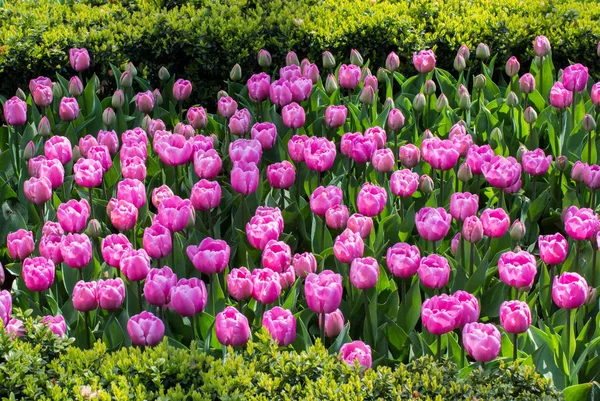 Rosafarbene Tulpenblumen Blühen Garten — Stockfoto