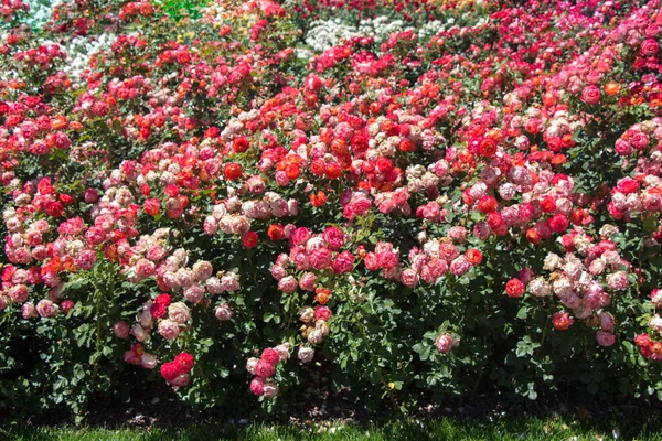 Blühende Schöne Bunte Rosen Garten Hintergrund — Stockfoto