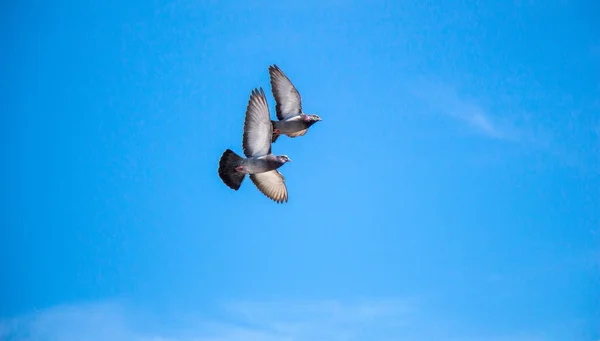 Twin Περιστέρια Στον Αέρα Φτερά Ορθάνοιχτα — Φωτογραφία Αρχείου