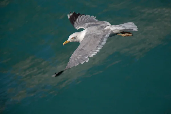 Gabbiano Singolo Che Vola Con Mare Come Sfondo — Foto Stock