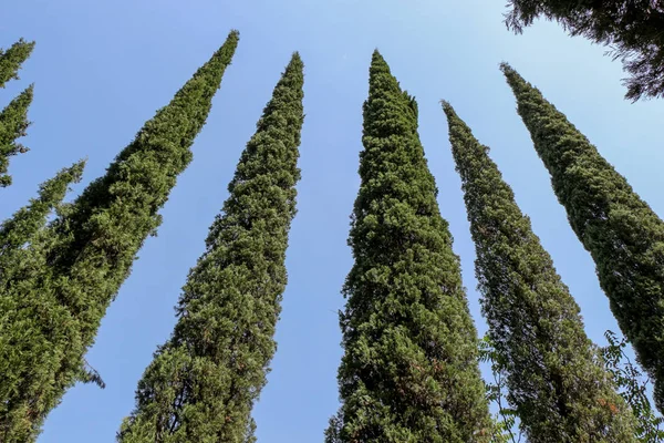 Cypreast Ağaçlar Doğa Arka Planda — Stok fotoğraf