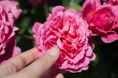 Renkli bir gül çiçeğini tutarken