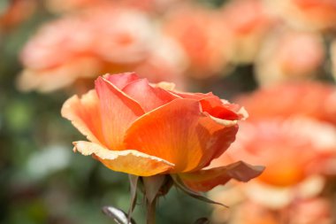 Yakından bakınca güzel taze güller.