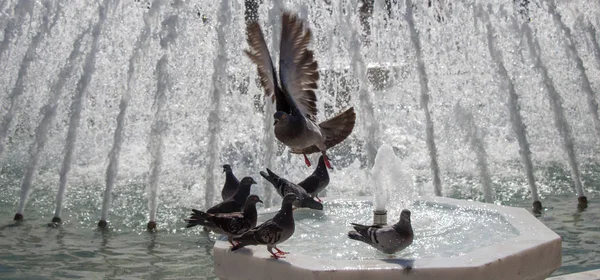 Palomas Ciudad Lado Del Agua Una Fuente — Foto de Stock