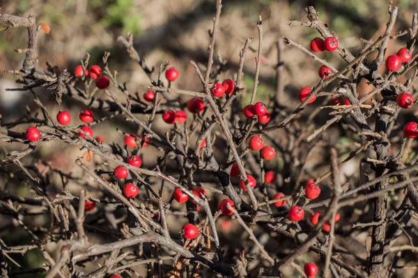 Vahşi meyve doğadaki ağaçta bulunur.