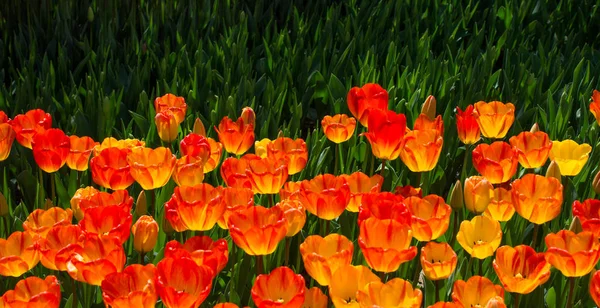 Tulip Flowers Blooming Spring Season — Stock Photo, Image