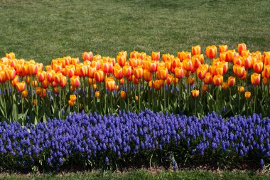 Bahar mevsiminde açan Lale Çiçekleri