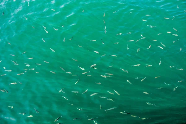 Fische Überfluss Schwimmen Wasser Des Meeres — Stockfoto