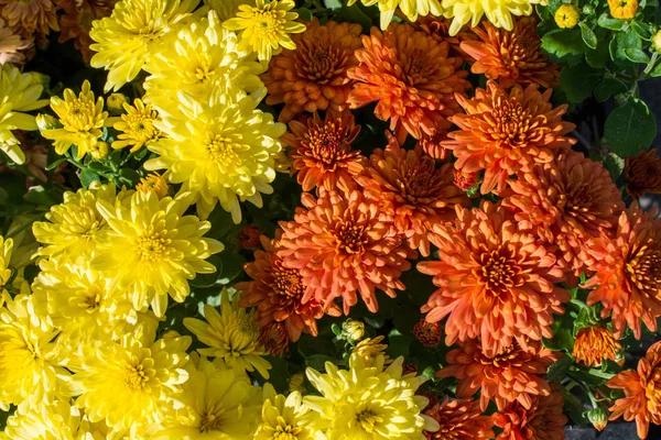 Beautiful Fresh Flowers Background — Stock Photo, Image
