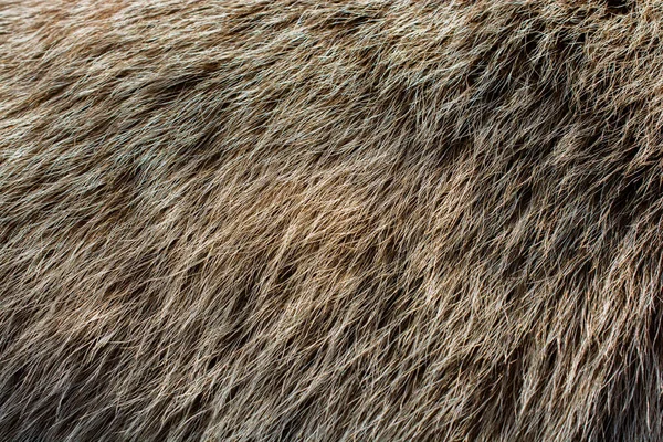 Ozdobne Futro Zwierzęce Jako Tło Tekstury — Zdjęcie stockowe