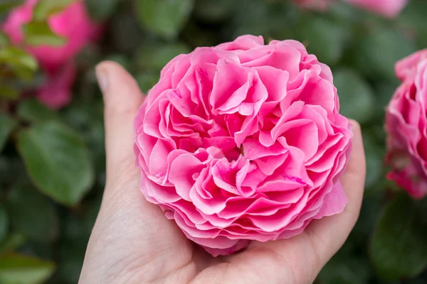 Bahçe arka planında güzel renkli gül çiçeği