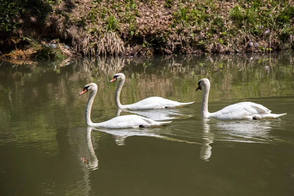 Cisnes Encantadores Vivem Ambiente Natural — Fotografia de Stock
