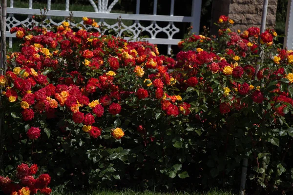 Bahçenin Arka Planında Çiçek Açan Güzel Renkli Güller — Stok fotoğraf