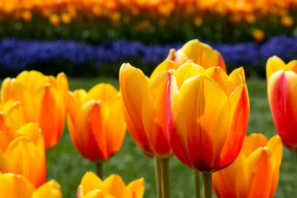 Fiori Tulipano Fioritura Primavera Stagione — Foto Stock