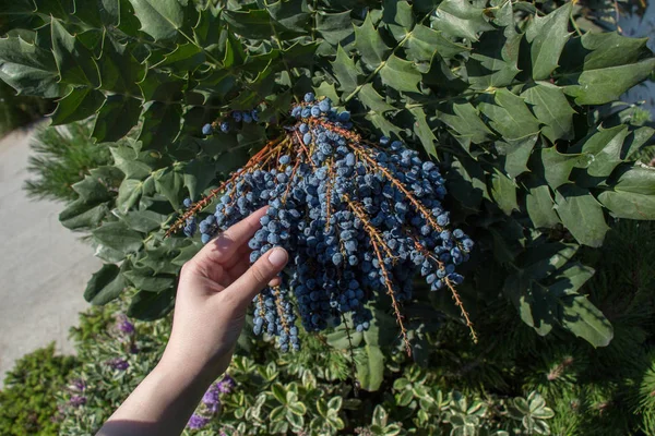 Wilde Vruchten Gevonden Boom Natuur — Stockfoto