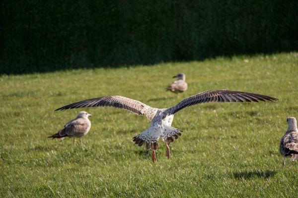 Möwen Meer Auf Dem Grünen Gras — Stockfoto