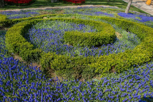 Arka plan olarak güzel taze çiçekler