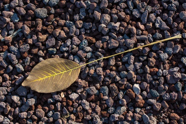 Una Foglia Secca Separata Dei Tempi Autunno — Foto Stock