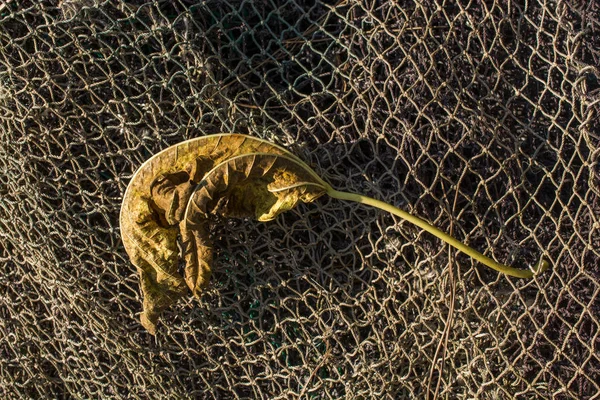 Een Apart Droog Blad Van Herfsttijd — Stockfoto