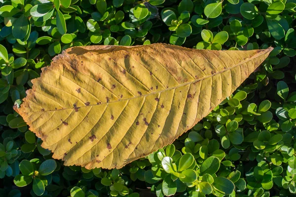 Una Foglia Secca Separata Dei Tempi Autunno — Foto Stock