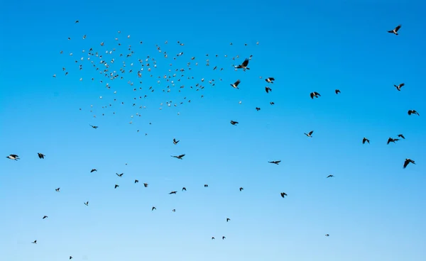 Flock Birds Seen Flying Sky — Stock Photo, Image