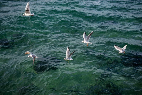 Seagulls Sea Waters — Stock Photo, Image