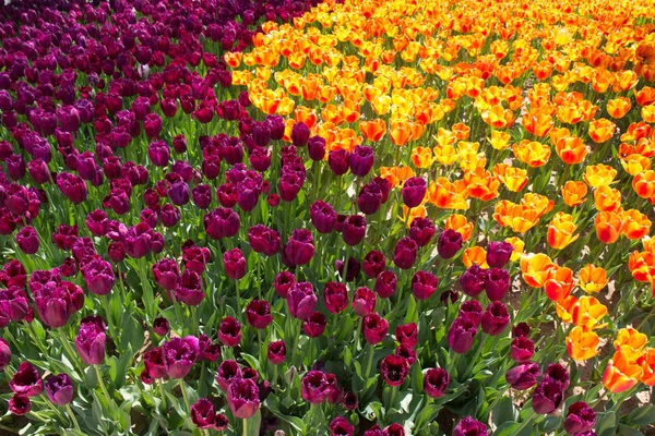 Blühende Bunte Tulpenblumen Garten Als Floraler Hintergrund — Stockfoto