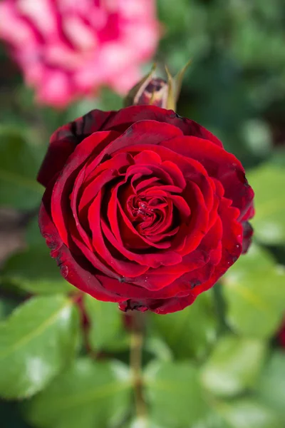 Floração Bela Rosa Colorida Jardim Natureza Fundo — Fotografia de Stock