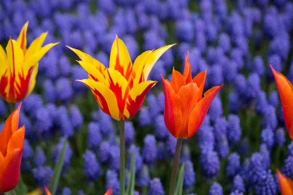 Bahar bahçesinde renkli lale çiçekleri açar.