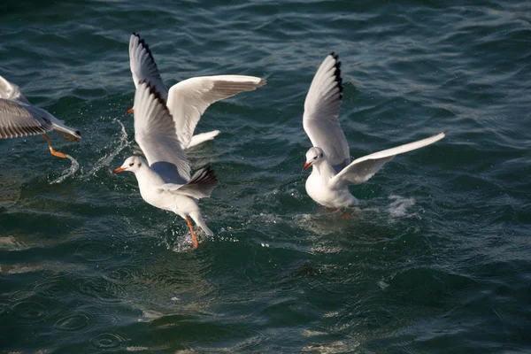 Möwen Fliegen Himmel Über Dem Meer — Stockfoto