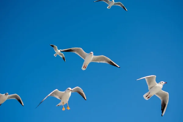 Martılar Arka Plan Olarak Gökyüzünde Uçuyorlar — Stok fotoğraf