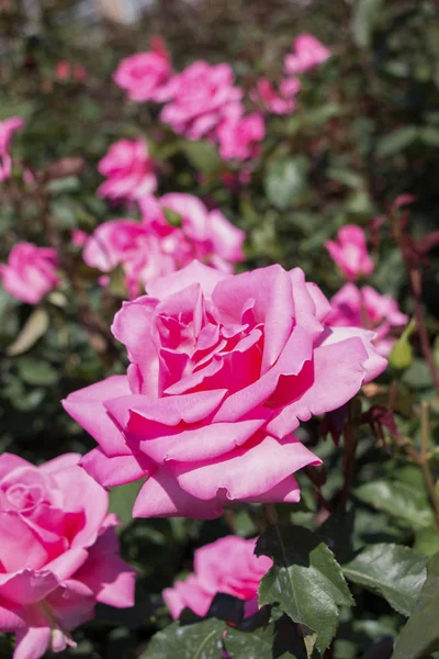 Kvetoucí Krásné Barevné Růže Zahradě Pozadí — Stock fotografie