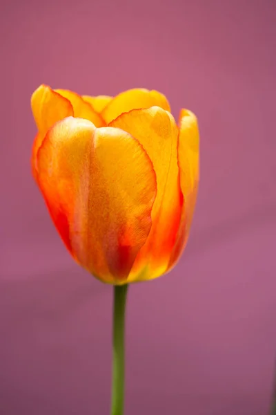 Bunte Tulpenblüte Mit Buntem Hintergrund — Stockfoto