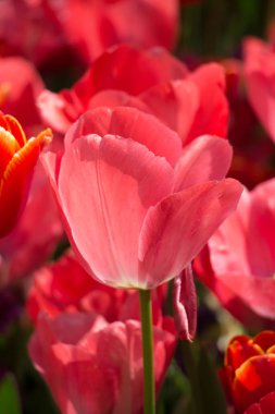 Bahar bahçesinde renkli lale çiçekleri açar.