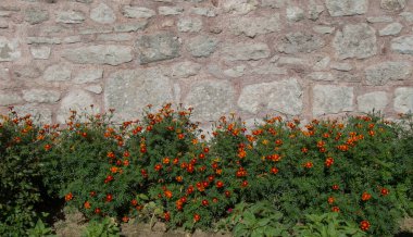Çiçekler çiçek arkaplan dokusunu oluşturur