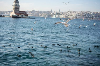 Deniz kıyısında martılar