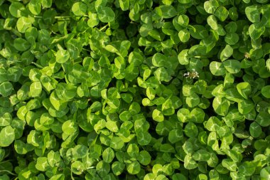 Doğa arkaplanı olarak kullanmak için yeşil çimen